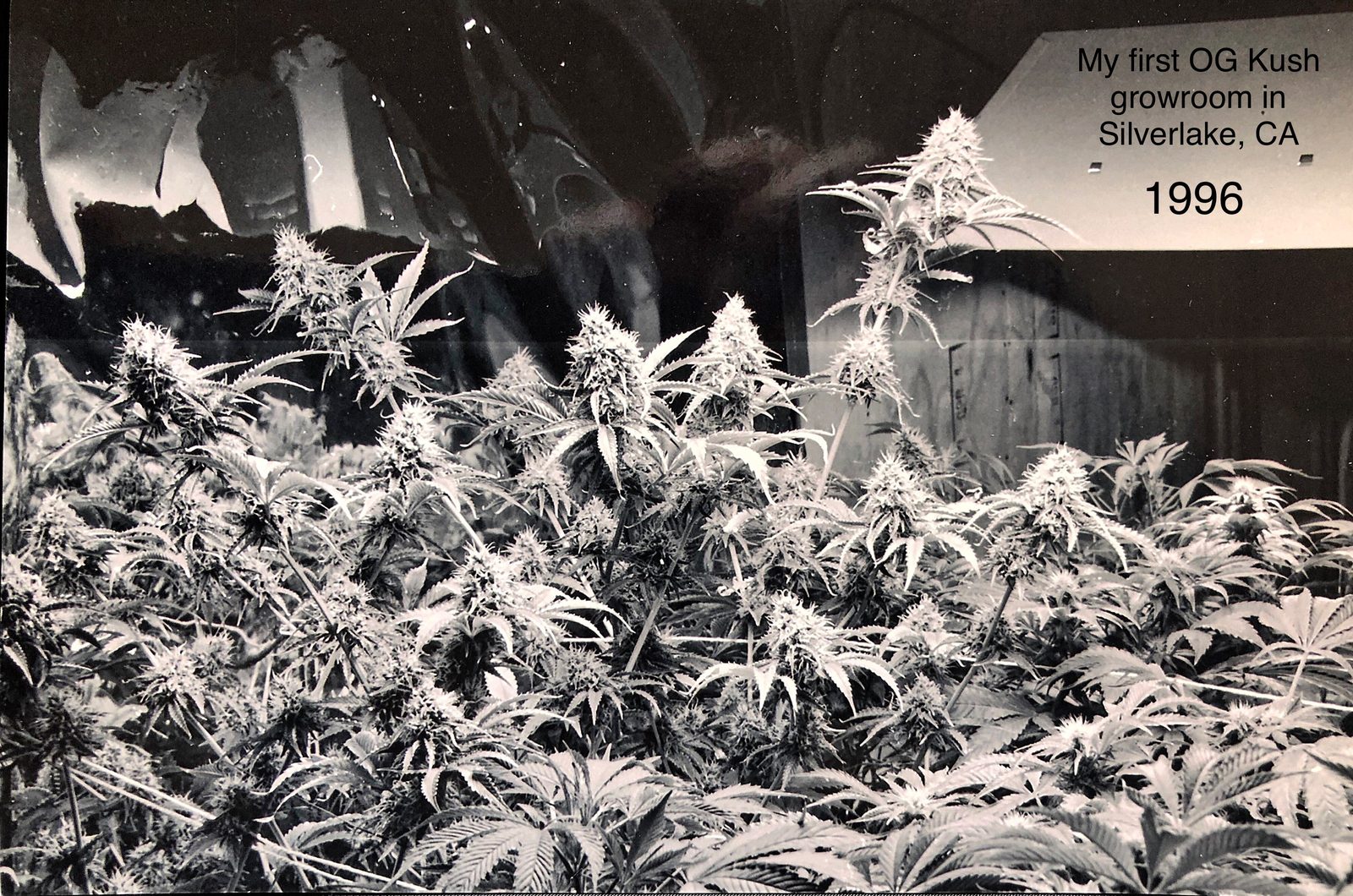 Josh D's first OG Kush growroom, Silverlake, Los Angeles, 1996