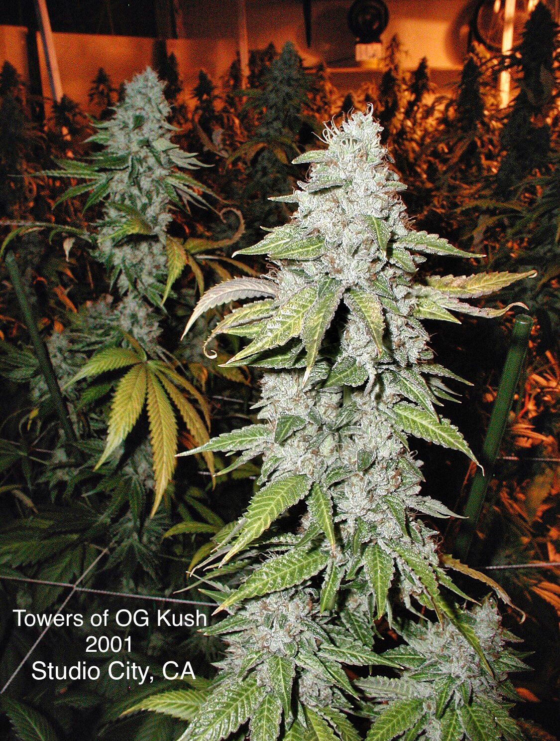 Towers of OG Kush growing in Studio City, 2001