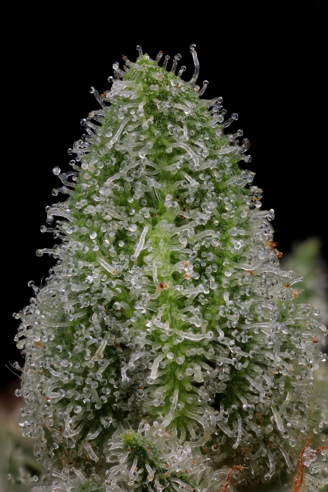 Macro photograph of an OG Kush cola showing heavy trichome coverage